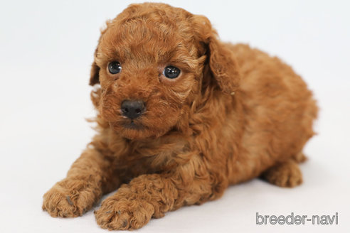 成約済の神奈川県のトイプードル-312302の2枚目